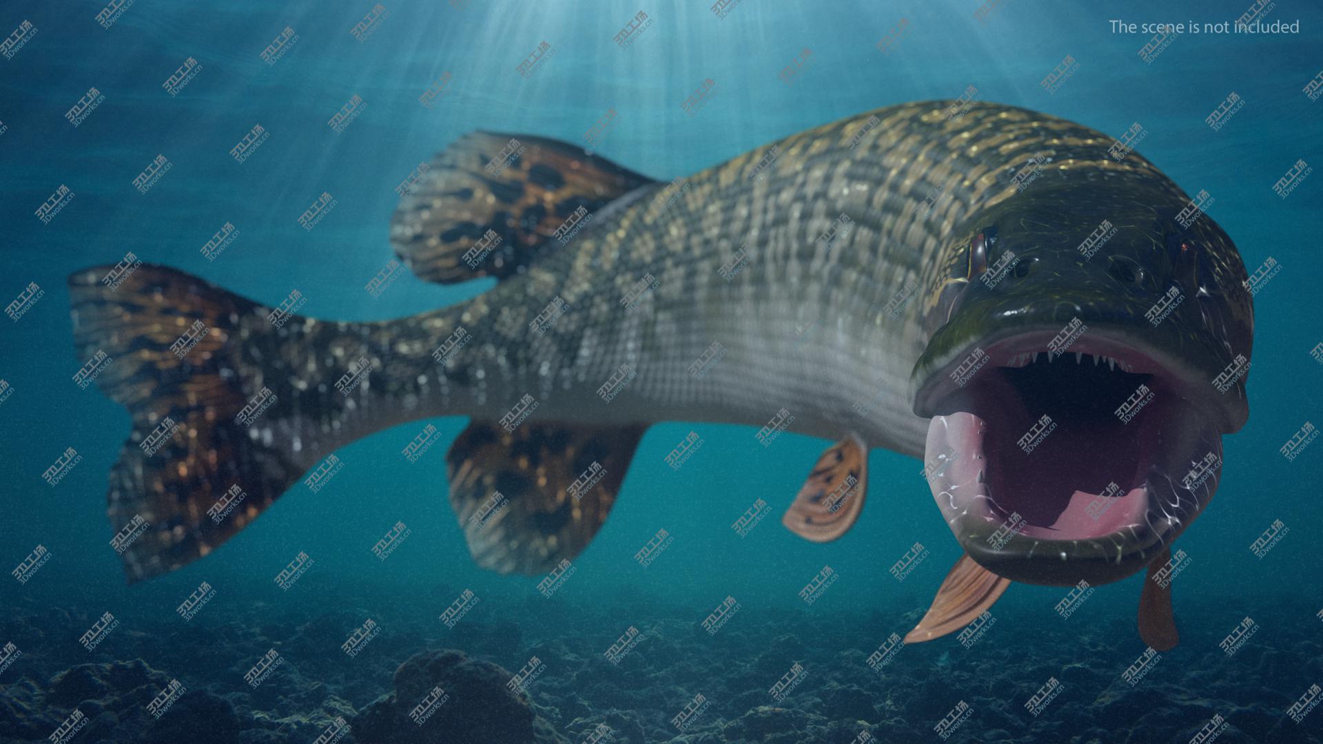 images/goods_img/202105072/Pike Fish Jump Out Pose 3D model/5.jpg
